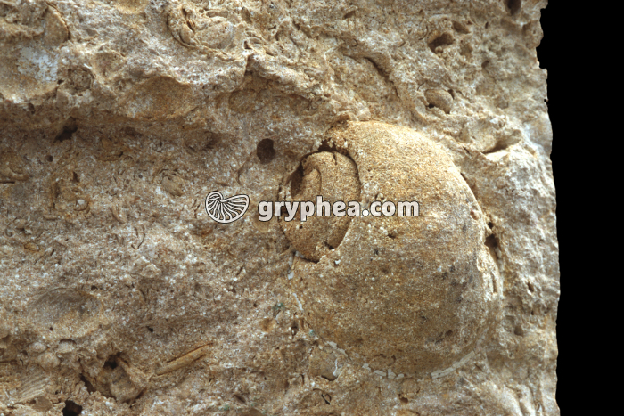 Gastéropode fossile dans la roche - gryphea.com